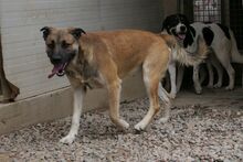 PIPPA, Hund, Mischlingshund in Italien - Bild 2