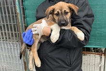 PIPPA, Hund, Mischlingshund in Italien - Bild 22