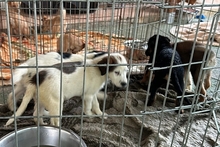 PIPPA, Hund, Mischlingshund in Italien - Bild 26