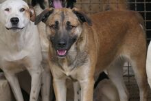 PIPPA, Hund, Mischlingshund in Italien - Bild 4