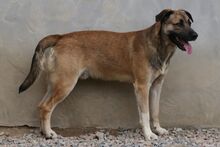 PIPPA, Hund, Mischlingshund in Italien - Bild 5
