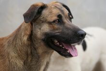 PIPPA, Hund, Mischlingshund in Italien - Bild 6