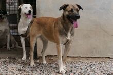 PIPPA, Hund, Mischlingshund in Italien - Bild 7