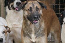 PIPPA, Hund, Mischlingshund in Italien - Bild 8