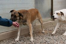 PIPPA, Hund, Mischlingshund in Italien - Bild 9