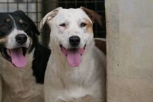 PIXAR, Hund, Mischlingshund in Italien - Bild 10