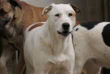 PIXAR, Hund, Mischlingshund in Italien - Bild 2