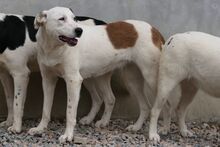 PIXAR, Hund, Mischlingshund in Italien - Bild 3