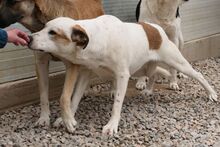 PIXAR, Hund, Mischlingshund in Italien - Bild 4