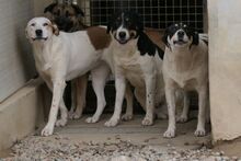 PIXAR, Hund, Mischlingshund in Italien - Bild 5