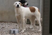 PIXAR, Hund, Mischlingshund in Italien - Bild 6