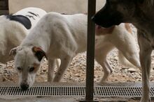 PIXAR, Hund, Mischlingshund in Italien - Bild 7