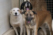 PIXAR, Hund, Mischlingshund in Italien - Bild 8
