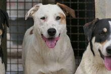 PIXAR, Hund, Mischlingshund in Italien - Bild 9