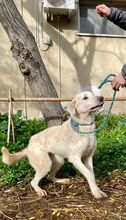 ZUMBA, Hund, Mischlingshund in Italien - Bild 2