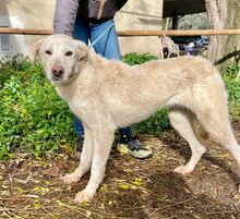 ZUMBA, Hund, Mischlingshund in Italien - Bild 4