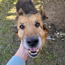 BUNGIE, Hund, Deutscher Schäferhund in Mannheim - Bild 2