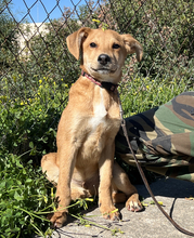 MILO, Hund, Mischlingshund in Griechenland