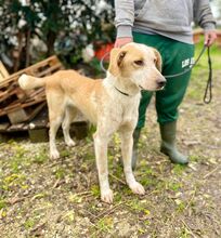 IKEA, Hund, Mischlingshund in Italien - Bild 3