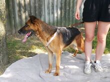 SINA, Hund, Deutscher Schäferhund in Ungarn - Bild 10