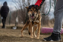 SURI, Hund, Mischlingshund in Bulgarien - Bild 2