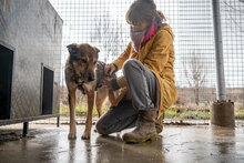 SURI, Hund, Mischlingshund in Bulgarien - Bild 3