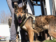 SURI, Hund, Mischlingshund in Bulgarien - Bild 4