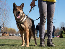 SURI, Hund, Mischlingshund in Bulgarien - Bild 5