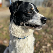 RUBENS, Hund, Mischlingshund in Kroatien - Bild 5