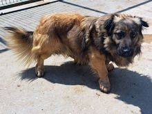 EDDY, Hund, Mischlingshund in Kroatien - Bild 2