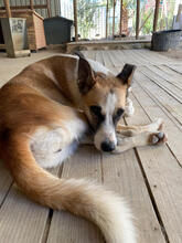 GEORGIA, Hund, Mischlingshund in Portugal - Bild 2