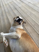 GEORGIA, Hund, Mischlingshund in Portugal - Bild 3