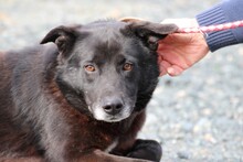 SHAMEJO, Hund, Labrador-Mix in Lohra-Reimershausen - Bild 1