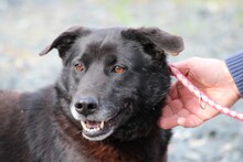 SHAMEJO, Hund, Labrador-Mix in Lohra-Reimershausen - Bild 2