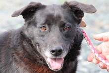 SHAMEJO, Hund, Labrador-Mix in Lohra-Reimershausen - Bild 3