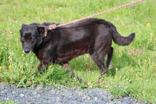 SHAMEJO, Hund, Labrador-Mix in Lohra-Reimershausen - Bild 4