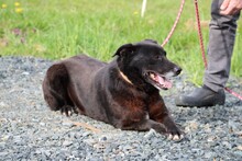 SHAMEJO, Hund, Labrador-Mix in Lohra-Reimershausen - Bild 5