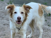 KIRA, Hund, Mischlingshund in Hamburg - Bild 2