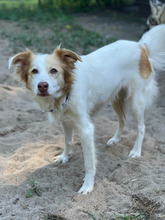 KIRA, Hund, Mischlingshund in Hamburg - Bild 5