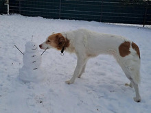 KIRA, Hund, Mischlingshund in Hamburg - Bild 6