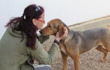 COCO, Hund, Jagdhund-Golden Retriever-Mix in Italien - Bild 9