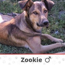 ZOOKIE, Hund, Deutscher Schäferhund-Mix in Bulgarien - Bild 1