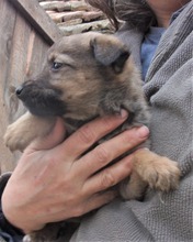 ZOOKIE, Hund, Deutscher Schäferhund-Mix in Bulgarien - Bild 8