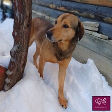 MAX, Hund, Mischlingshund in Rumänien - Bild 1