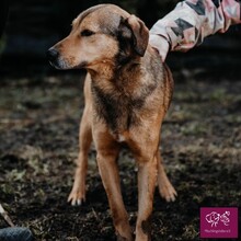 MAX, Hund, Mischlingshund in Rumänien - Bild 2