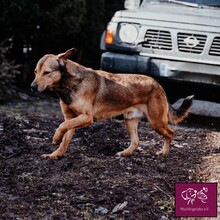 MAX, Hund, Mischlingshund in Rumänien - Bild 3