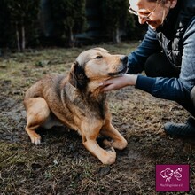 MAX, Hund, Mischlingshund in Rumänien - Bild 4