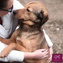 MAX, Hund, Mischlingshund in Rumänien - Bild 7