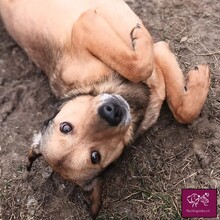 MAX, Hund, Mischlingshund in Rumänien - Bild 8