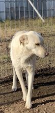 LISETTE, Hund, Mischlingshund in Rumänien - Bild 16